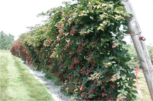 A shift trellis with fruit ready for harvest.